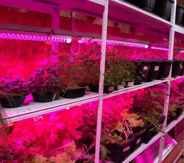 Interior view of a high-tech container farm with plants growing on vertical shelves under bright pink LED grow lights.