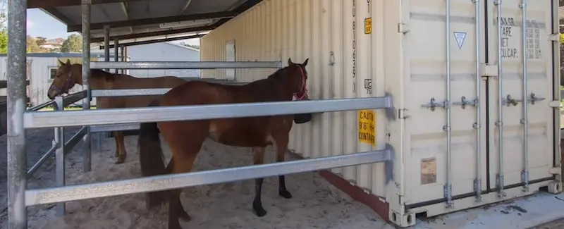 Two brown horses in a sandy paddock next to a beige shipping container used as a shelter, with a lean-to roof.